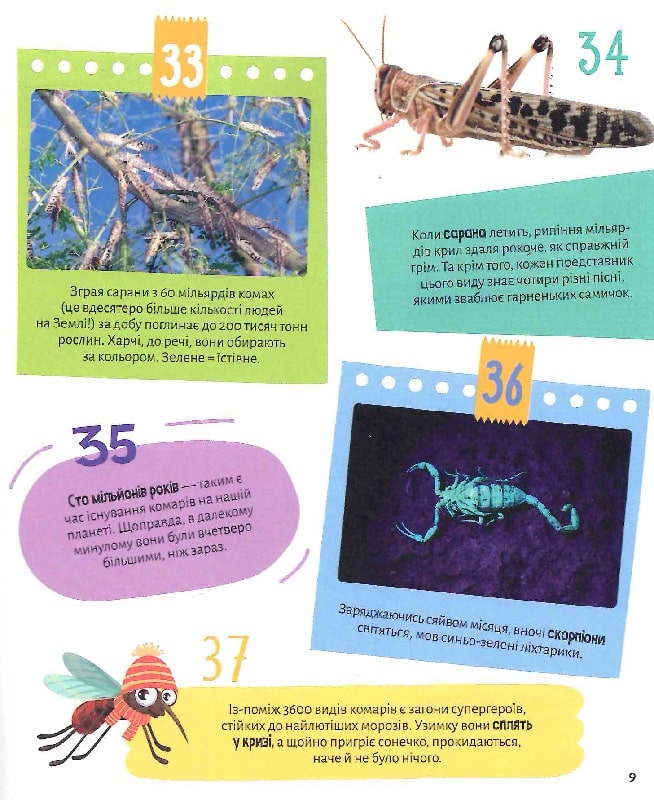 Комахи. 100 цікавих фактів